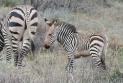 Equus zebra hartmannae