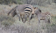 Equus zebra hartmannae
