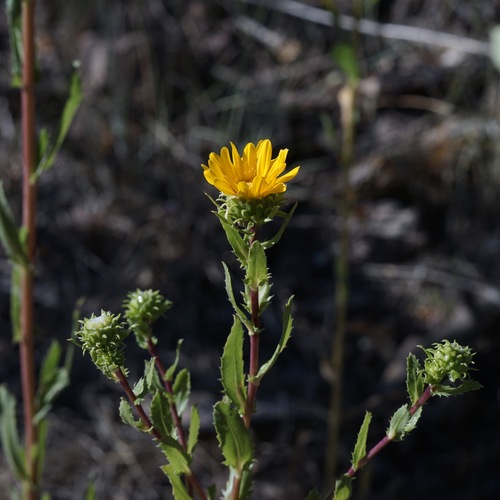 Arizona gumweed (Grindelia arizonica)