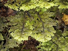 Trichocolea mollissima