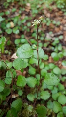 Muehlenbeckia complexa complexa
