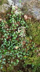 Muehlenbeckia complexa complexa