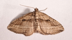 Costaconvexa polygrammata