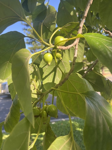 Cordia subcordata observed 2023-06-30