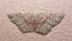 Cyclophora pendularia