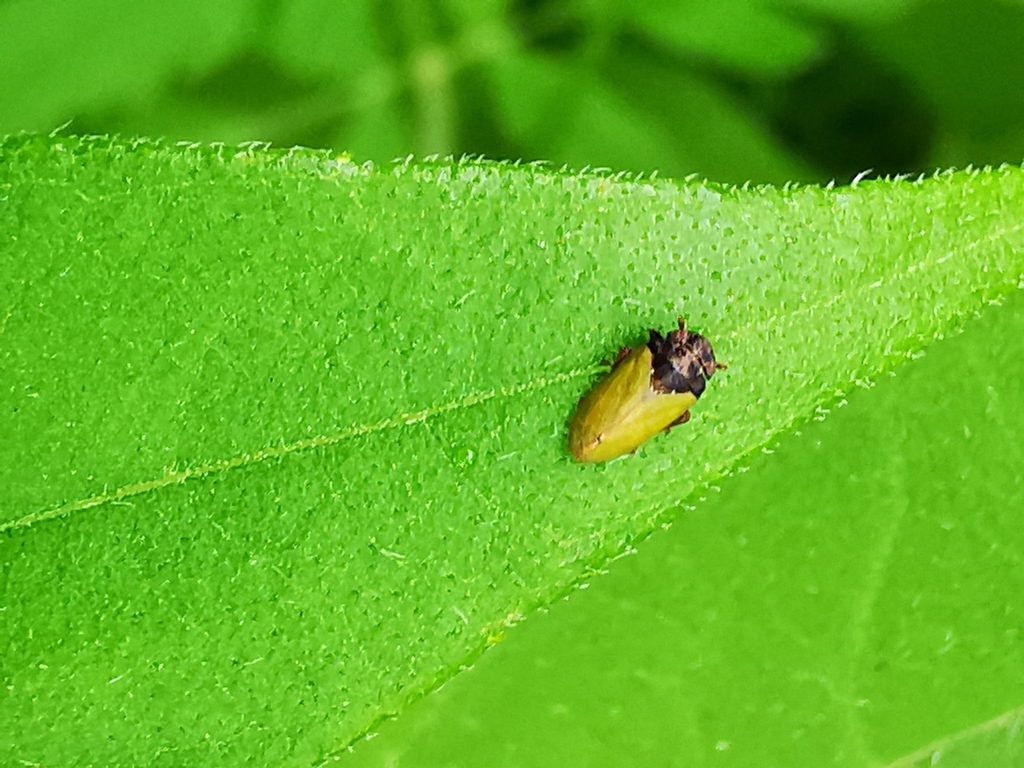 Tettigometra laeta