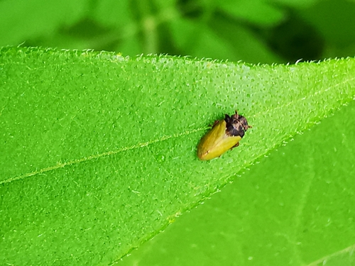 Tettigometra laeta