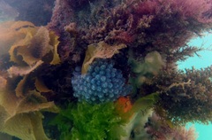 Clavelina moluccensis