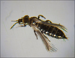 Thrips obscuratus