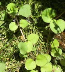 Epilobium nummulariifolium
