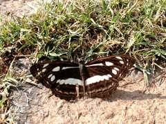 Neptis jumbah jumbah