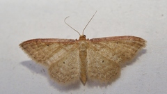 Idaea humiliata