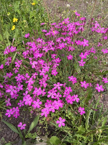 Šilinis gvazdikas nuotrauka