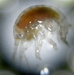 Dexaminidae