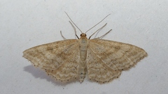 Idaea macilentaria