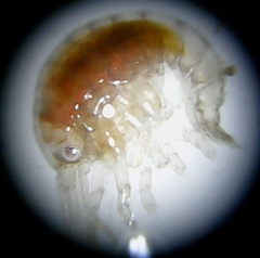 Dexaminidae