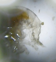Dexaminidae