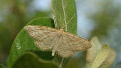 Idaea macilentaria