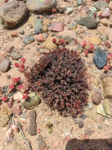 Image of Eriogonum fastigiatum by (c) Diego Maldonado de la Torre, some rights reserved (CC BY)