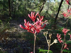 Anigozanthos flavidus