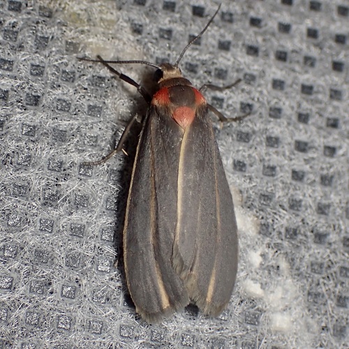 Haematomis uniformis photo 2