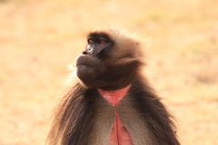 Theropithecus gelada