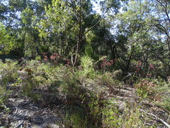 Anigozanthos flavidus