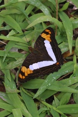 Adelpha phylaca