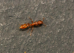 Pseudomyrmex apache