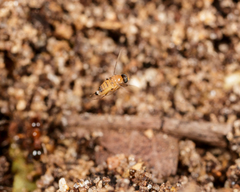 Metopininae