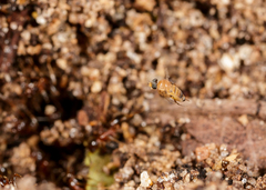Metopininae