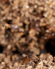 Metopininae