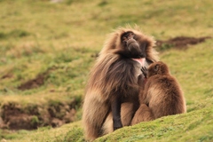 Theropithecus gelada