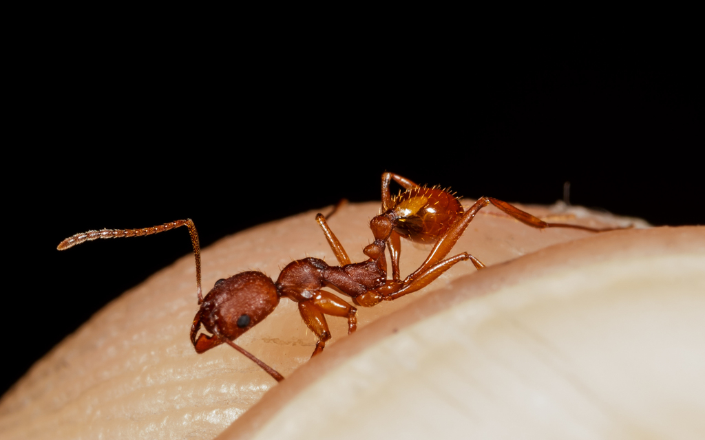 Texas Collared Ant