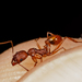 Aphaenogaster texana - Photo (c) Meghan Cassidy,  זכויות יוצרים חלקיות (CC BY-SA), הועלה על ידי Meghan Cassidy