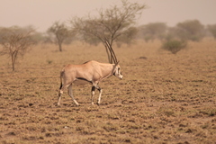 Oryx beisa