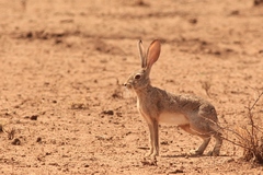 Lepus habessinicus