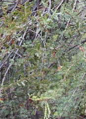 Tapinanthus