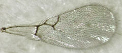 Alloxysta thorpei