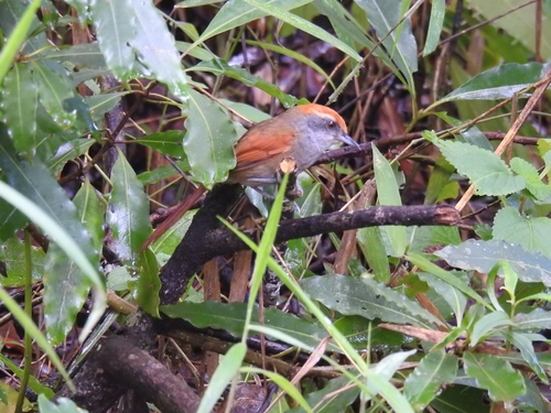 Synallaxis ruficapilla