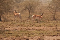 Nanger soemmerringii