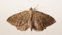 Philereme vetulata