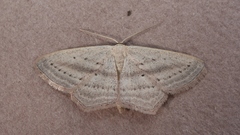 Scopula emutaria