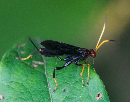 Joppidium