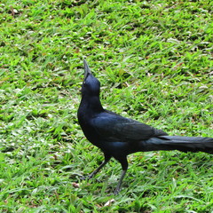Quiscalus mexicanus