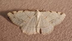 Stegania trimaculata