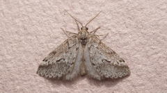 Eumannia oranaria