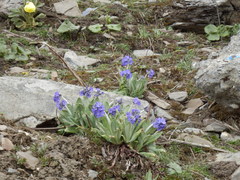 Primula optata