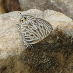 Leptotes pirithous pirithous