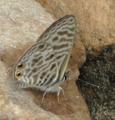 Leptotes pirithous pirithous